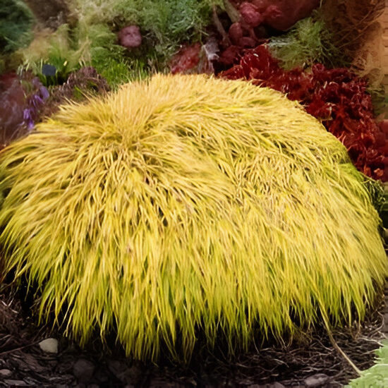 Hakonekloja 'All Gold'